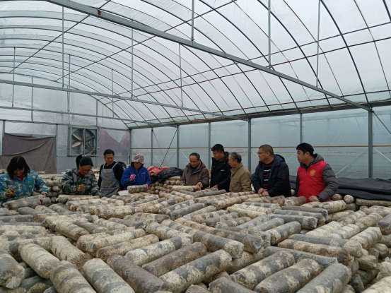 【三门峡市】专家来助力  香菇生产忙