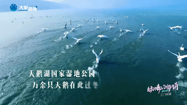 【行走河南·读懂中国】九曲黄河浪淘沙 天鹅蹁跹三门峡