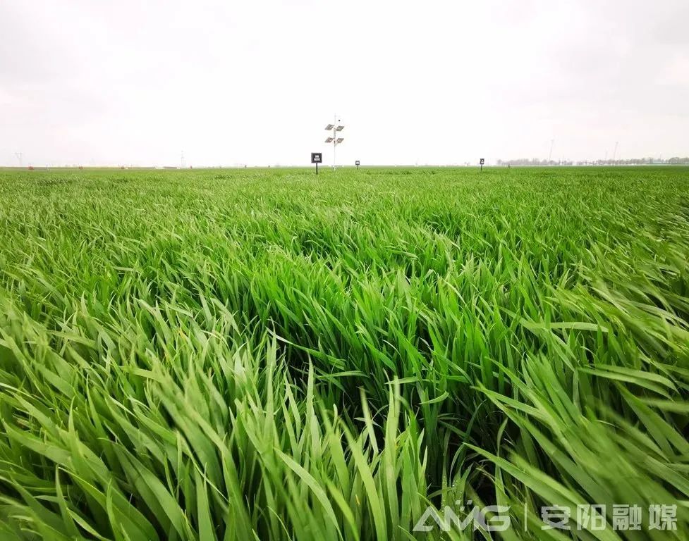 高标准农田建设“国家标准”将从安阳诞生