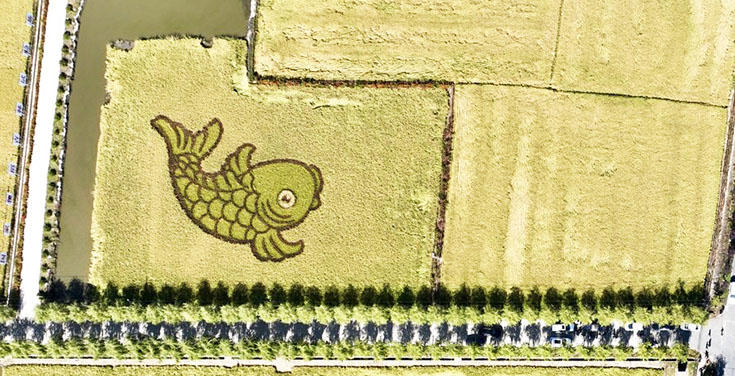 Paddy field paintings celebrate bumper harvest