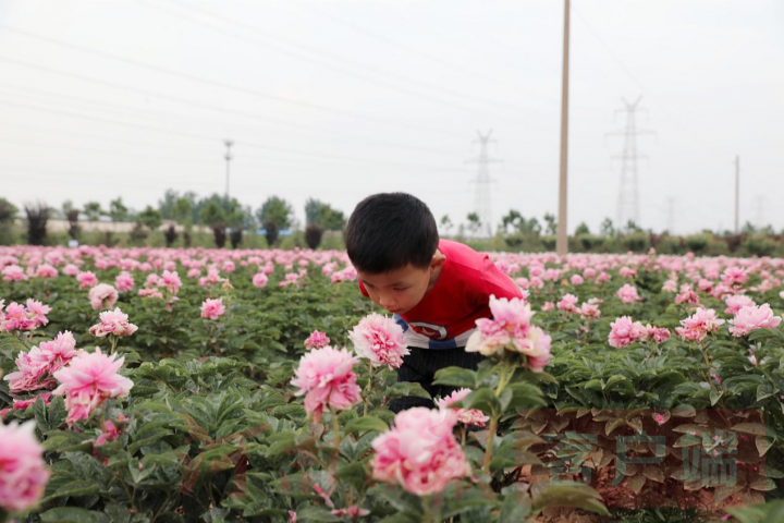 实时“云赏花”！洛龙芍药花海向市民游客免费开放