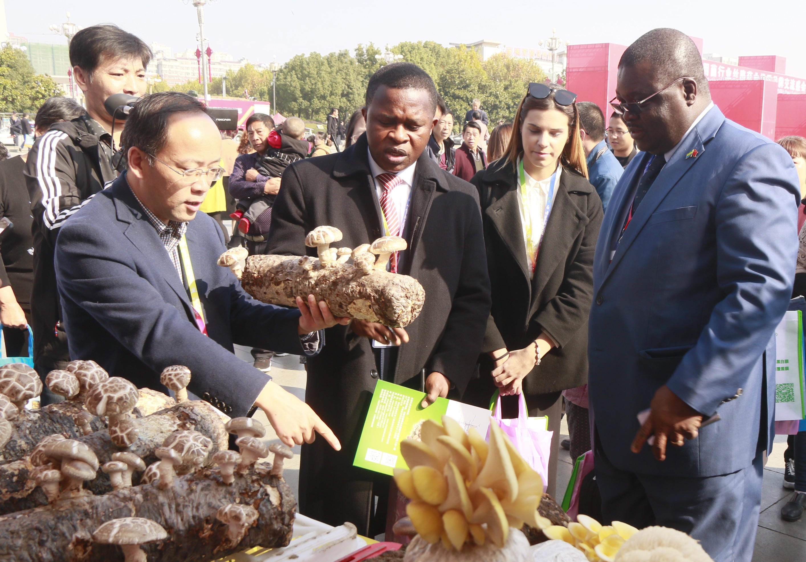 Shiitake mushrooms from Xixia county: the rich flavors of edible fungi