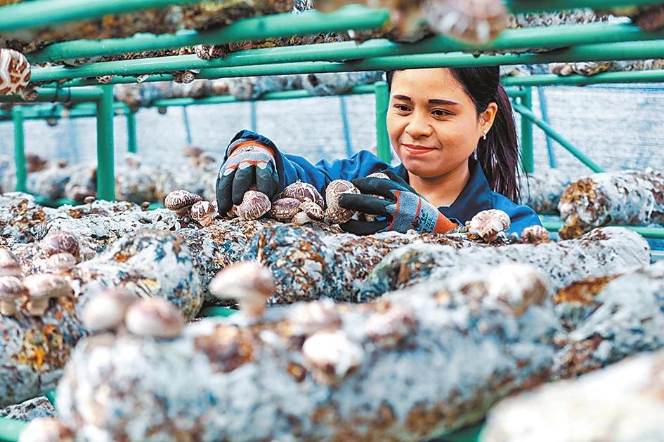 Mushroom Industry Increases Villagers' Income