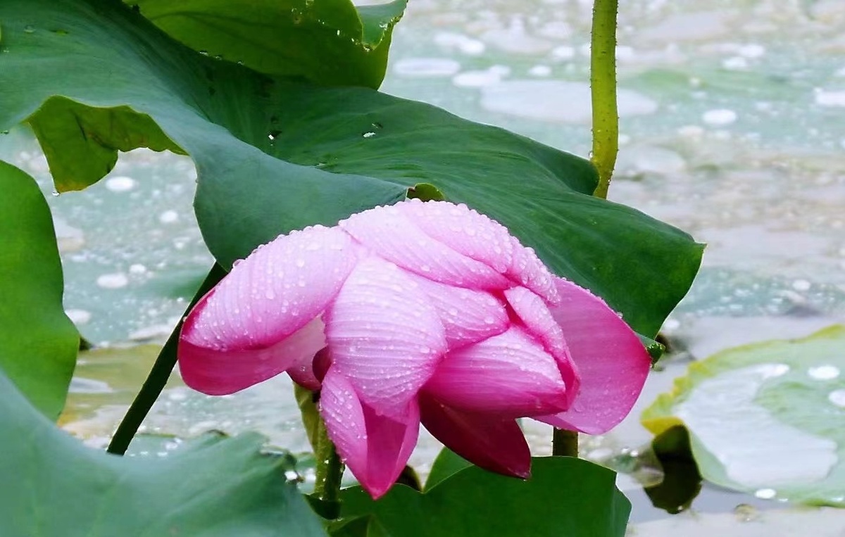 鹿邑：雨后荷花别样红