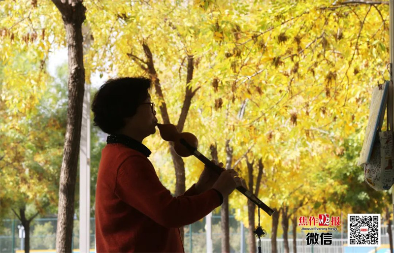 【行走河南·读懂中国】<br>一起来打卡焦作最美银杏观赏地