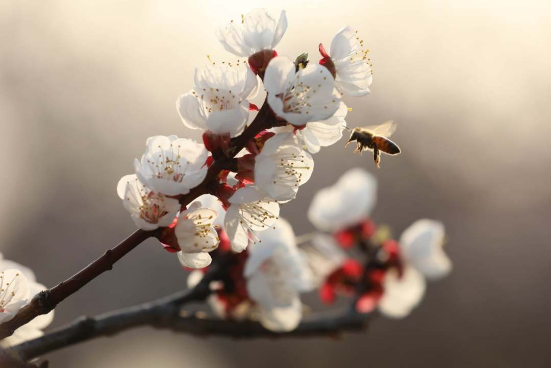 行走河南·读懂中国 | 宝丰：杏花绽放满目春