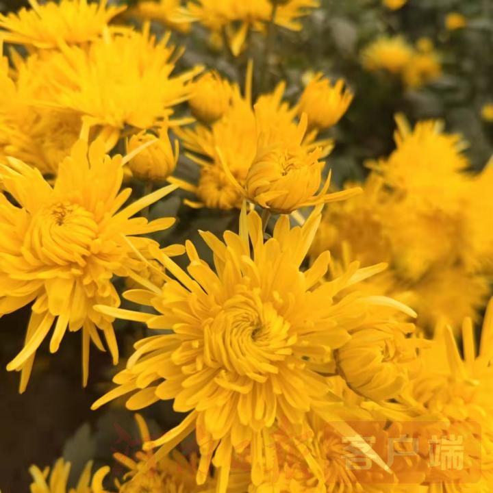 相约爱菊|宁陵县第二届菊花节开幕