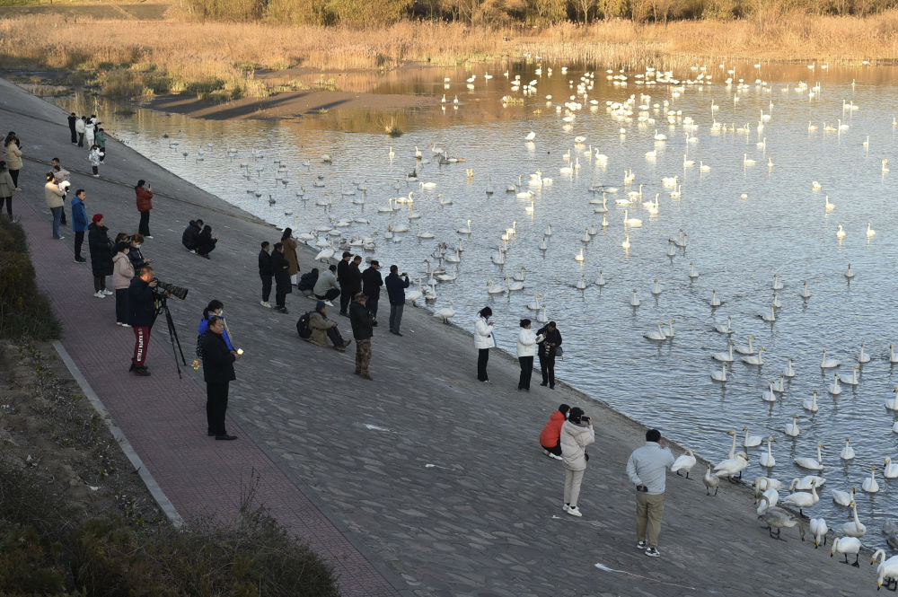 12月2日在三门峡市天鹅湖国家城市湿地公园拍摄的天鹅.