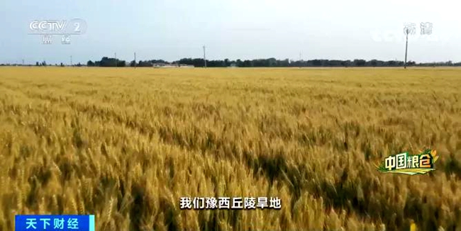 【央視財(cái)經(jīng)頻道重磅聚焦】河南省副省長武國定：暴雨洪災(zāi)致1515萬畝農(nóng)作物受災(zāi) 全省糧食全年總產(chǎn)量仍有望達(dá)1300億斤