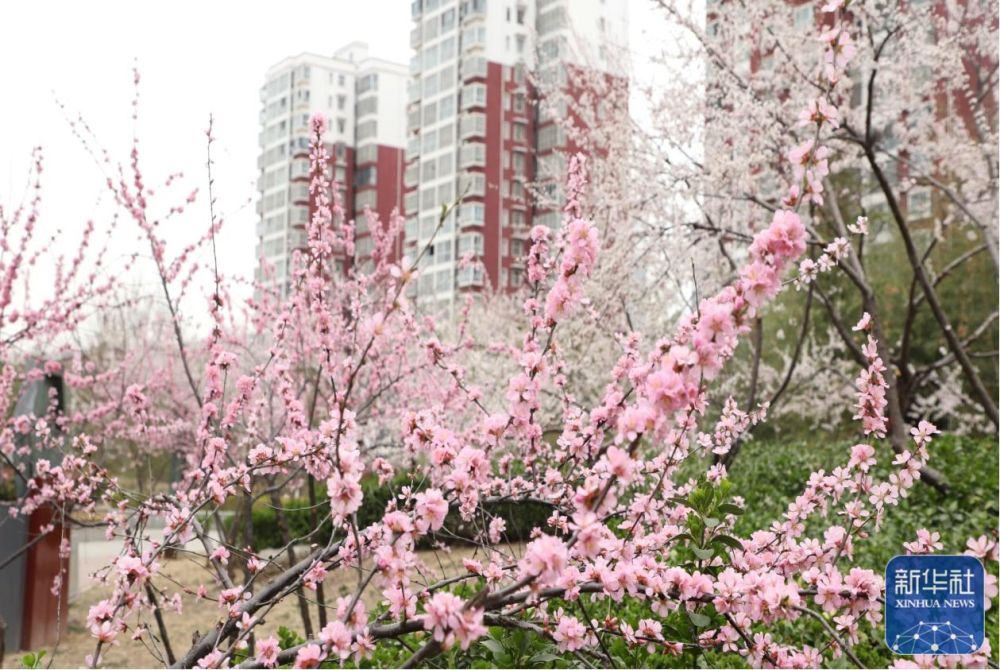 行走河南·读懂中国丨春意浓浓 我省各地花期如约而至