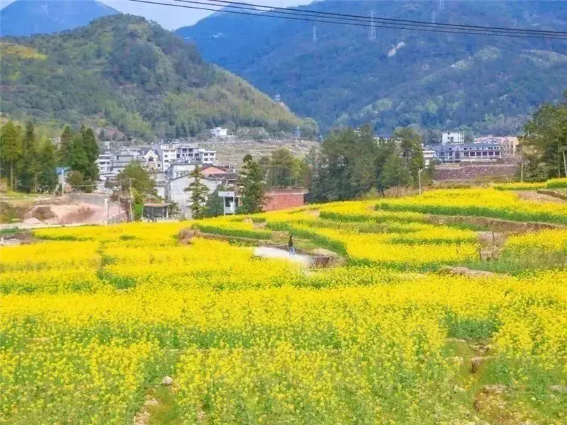赴一场春天的约会 “向花而行”正当时