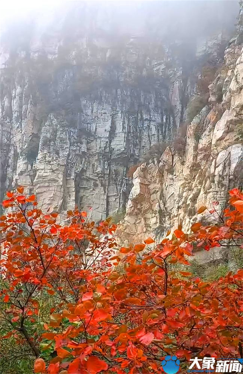 【行走河南·读懂中国】<br>嵩山：漫山红叶正当时 屏赏万里醉人秋色