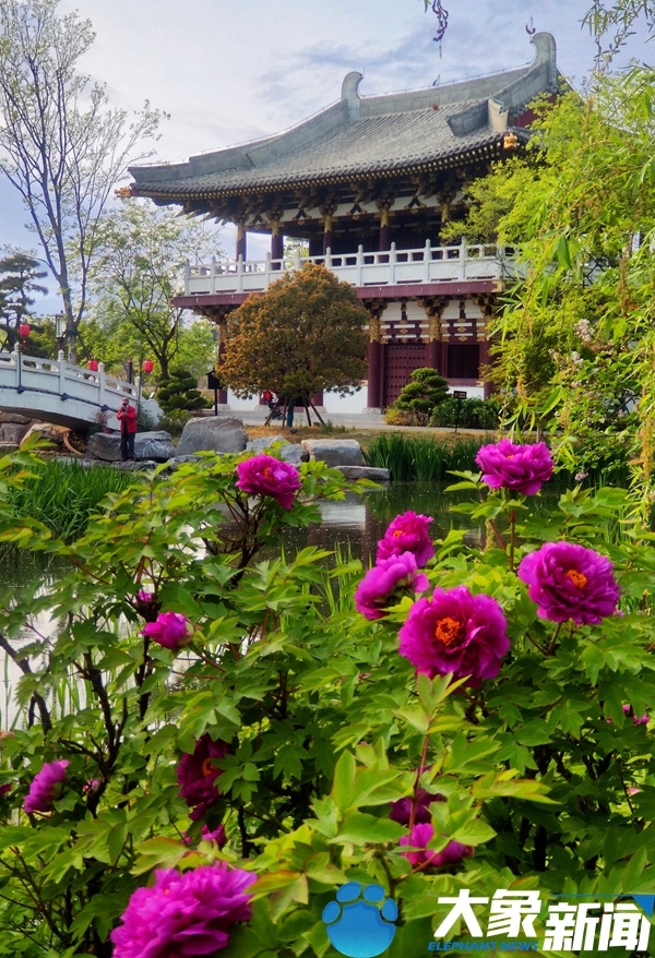 【行走河南·读懂中国】洛阳：国色绽放 繁华如梦