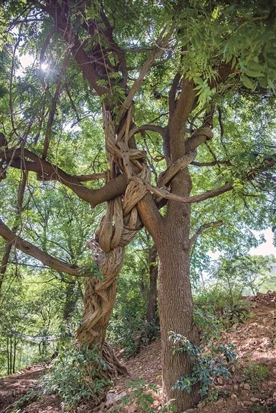 “寻根洛阳”最美古树评选活动结果揭晓，市林业部门为最美古树授牌 让文脉与乡愁在古树的年轮里传承