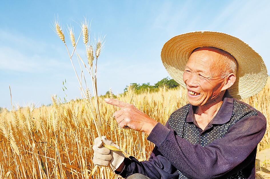 奋战三夏 力夺丰收：在田野里自在飞翔