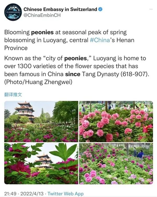 【行走河南·读懂中国】赵立坚推介洛阳牡丹 “云端”绽放受全球热捧
