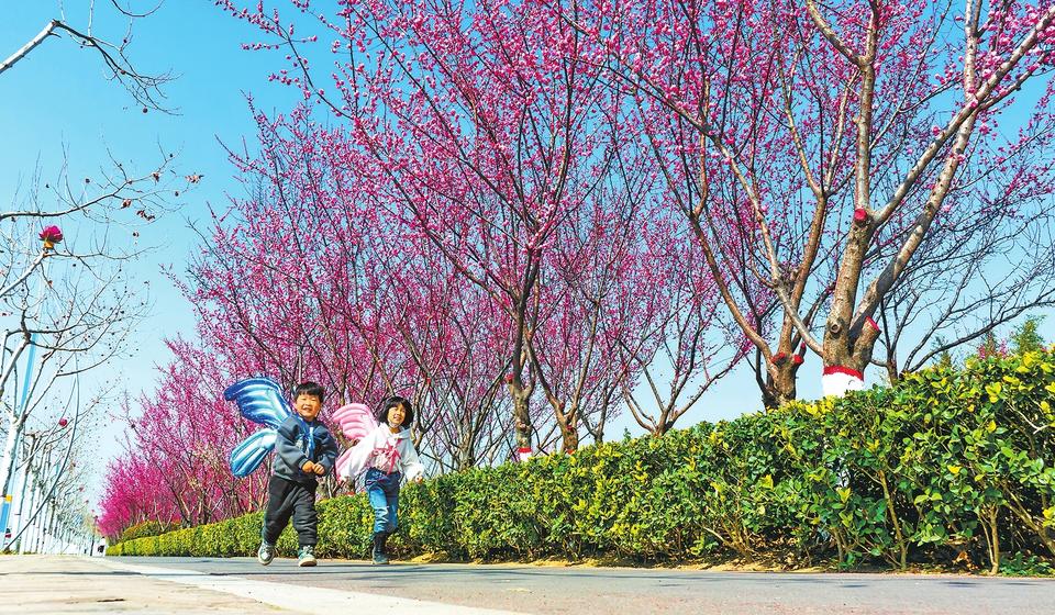 Yiyang's Plum Park a Hit with Tourists