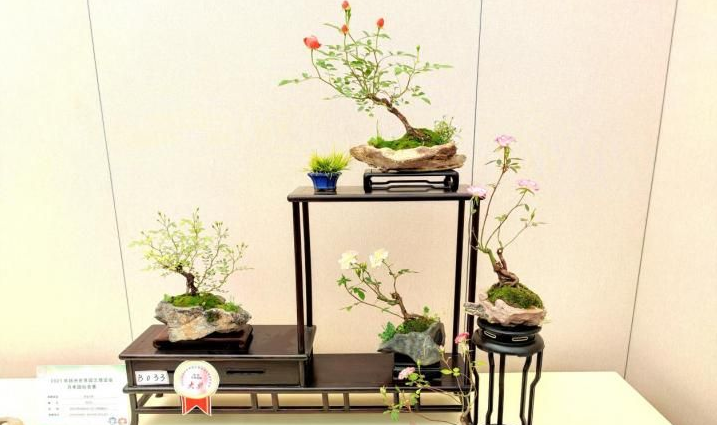 郑州市碧沙岗公园盆景作品荣获世界园艺博览会月季国际竞赛大奖 郑州市碧沙岗公园盆景作品荣获世界园艺博览会月季国际竞赛大奖