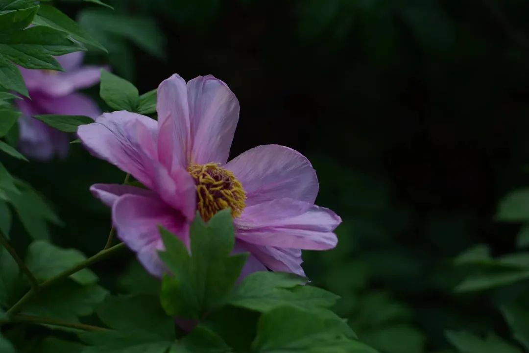 【行走河南·读懂中国】花开谷雨 来老家河南赴一场牡丹之约