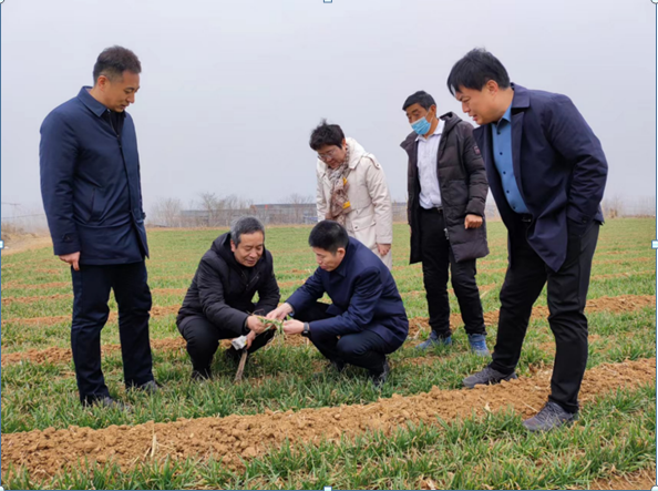 【鹤壁市】鹤壁市农业农村局局长黄舒军调研指导春季小麦田间管理工作