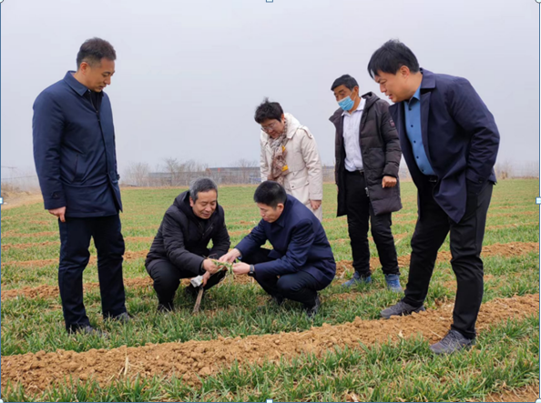 鹤壁市鹤壁市农业农村局局长黄舒军调研指导春季小麦田间管理工作