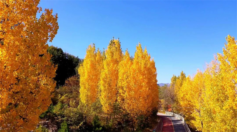 【行走河南·读懂中国】来自秋日石板岩的一封信：树树皆秋色 山山唯落晖