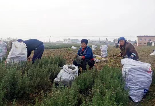 汝州市：种植迷迭香 香飘致富路