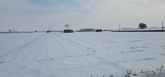 大雪来袭 看河南农业专家如何以“动”制“冻”