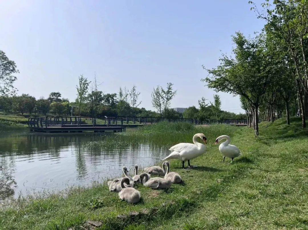 行走河南·读懂中国丨北龙湖的夏天 美成一道风景线