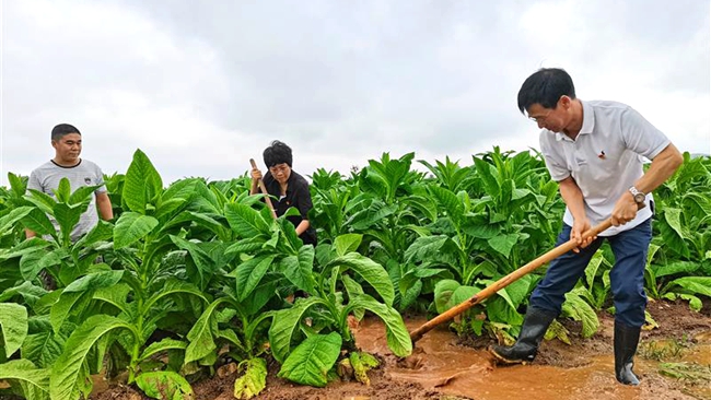 河南洛阳：尽全力挽回烟农损失