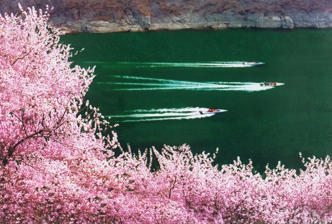 行走河南·读懂中国｜青天河浪漫赏花之旅即将开启