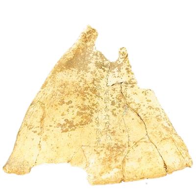 一片片甲骨文勾勒出商朝历史模样