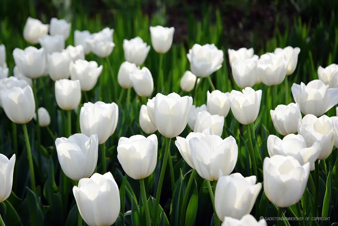 行走河南·读懂中国丨奔赴鸡冠洞郁金香花海