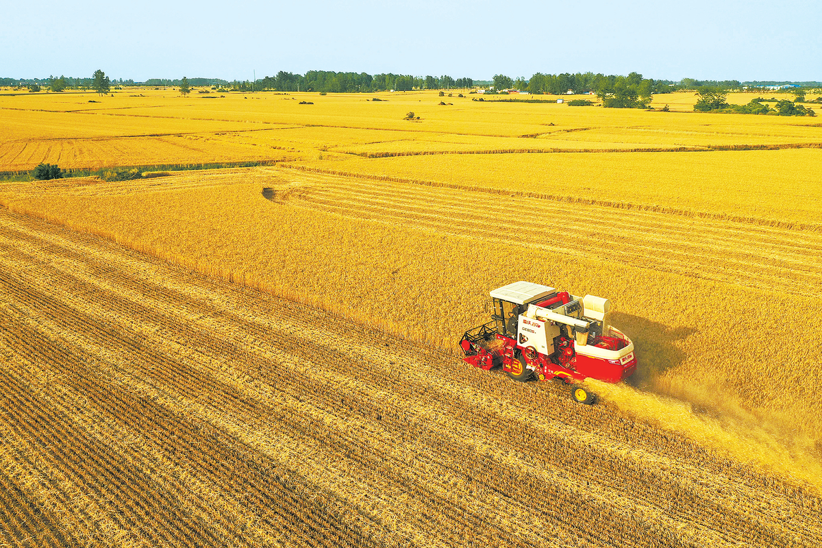 最爱垄头麦 丰收豫南始 我省8500多万亩小麦开启“收获季”