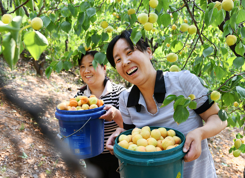  针对特点，谋划亮点！  焦作市审计局脱贫帮扶追求富起来可持续