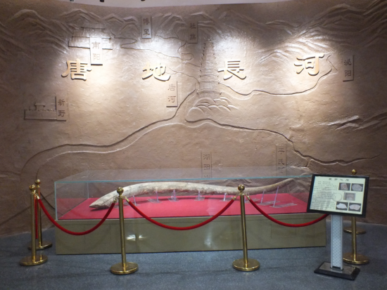 河南文物之窗丨唐河县博物馆