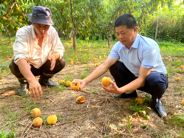 灾后重建，专家为桃园果农支招