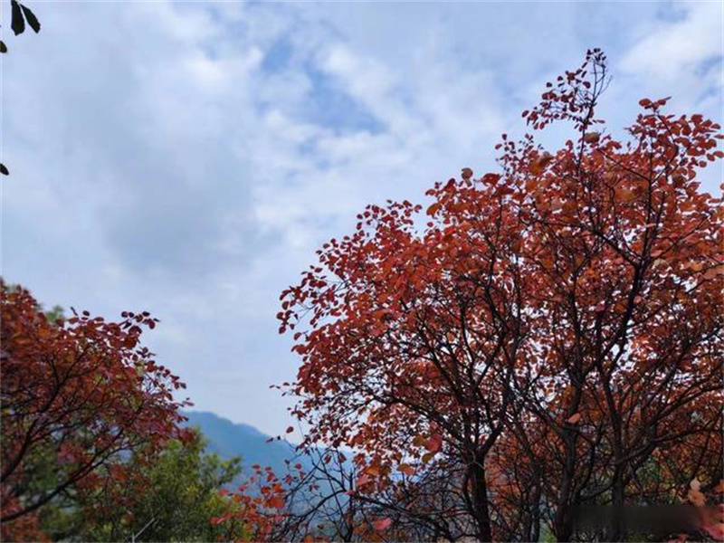 三门峡陕州区漫山红叶流连忘返