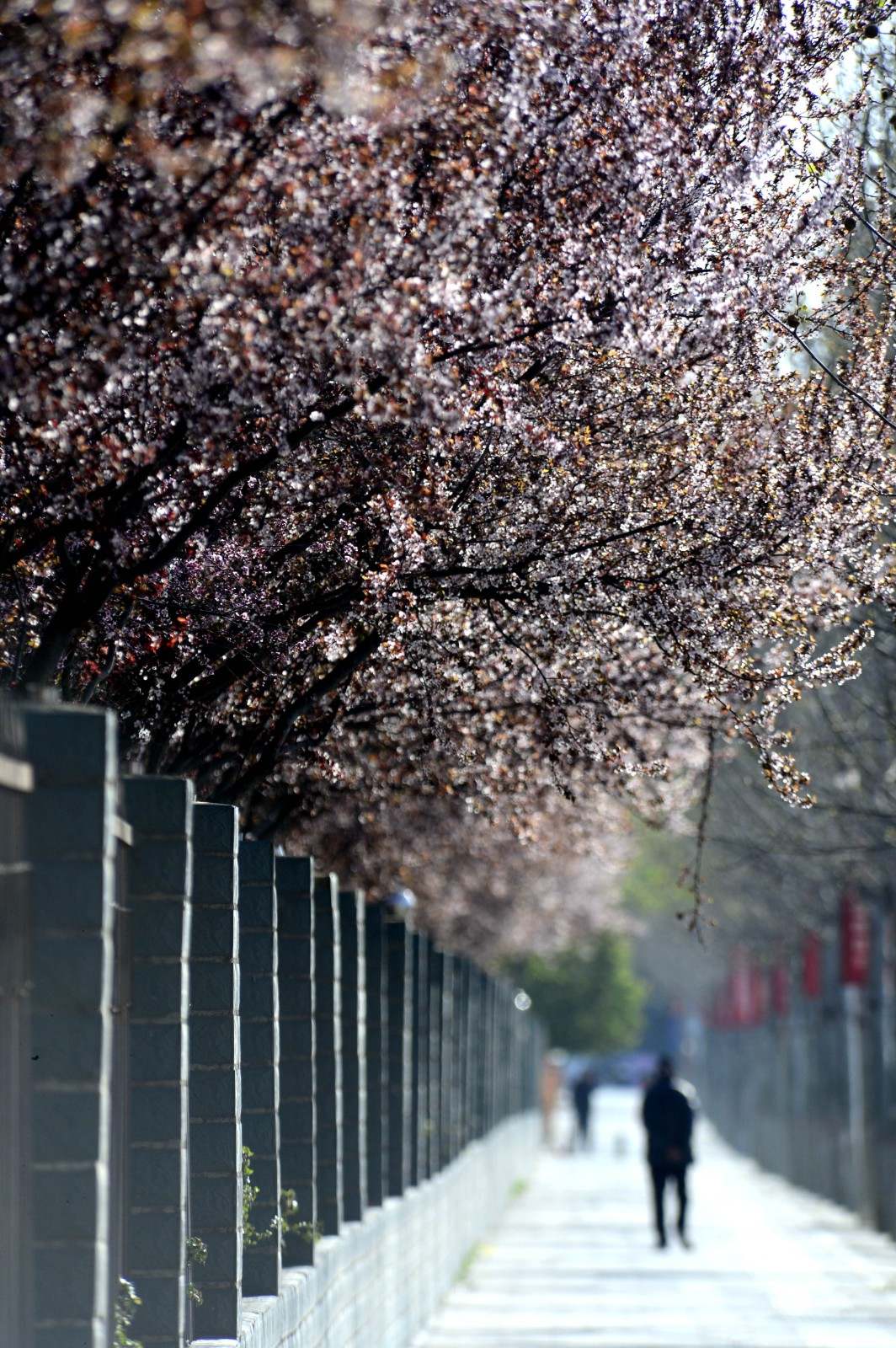 行走河南·读懂中国丨千年古县汝南：百花盛开春满园