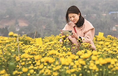 【洛阳】特色种植促增收 菊花香飘致富路