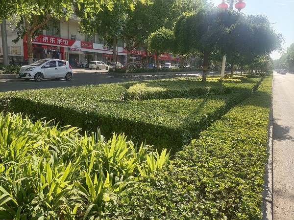推窗见绿、开门见景 汝州市推进园林精细管理