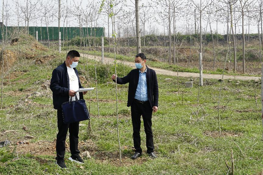 禹州市采伐迹地更新造林工作成效明显