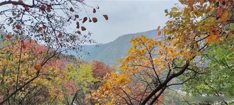 三门峡陕州区漫山红叶流连忘返