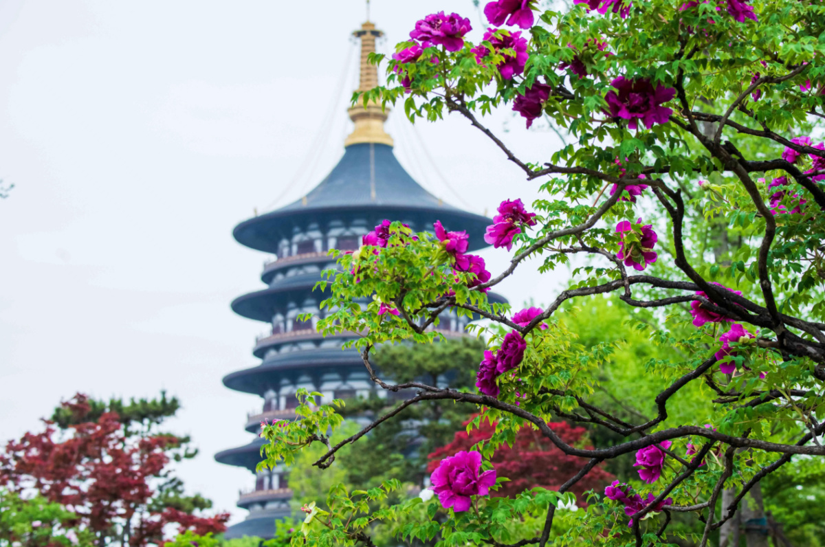 行走河南·读懂中国 | 4月13日-5月3日 隋唐洛阳城九洲池牡丹园免费开放