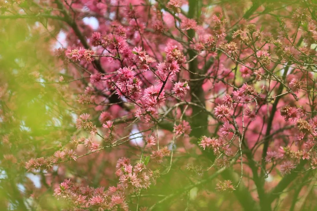 最美人间四月天，双鹤湖邀您踏春来！