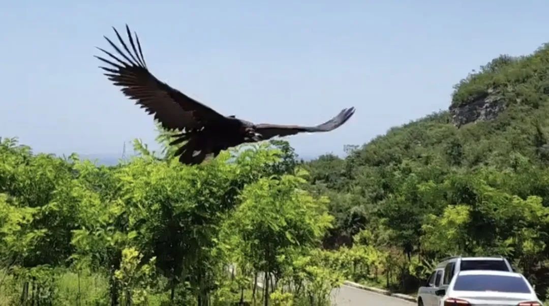 19只野生动物康复 放归大自然