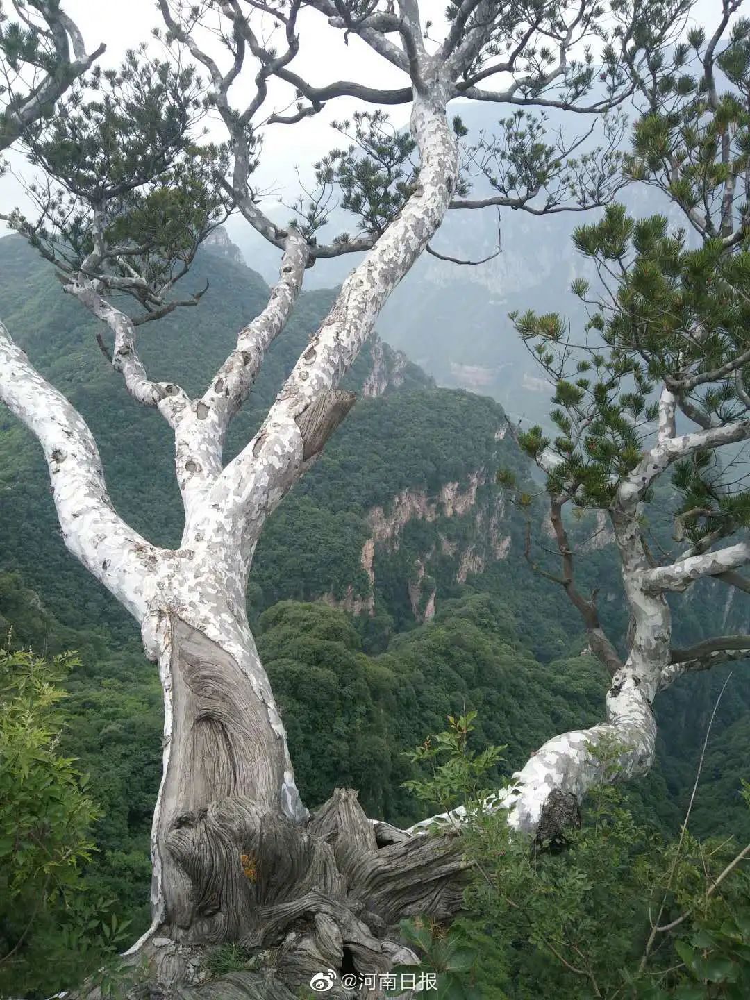 河南是全国  生物多样性最丰富的省份之一