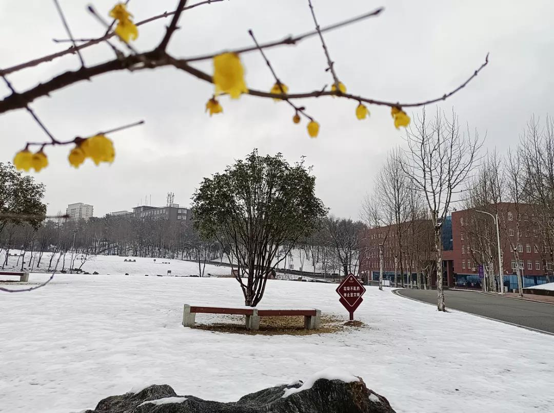 瑞雪兆丰年！你那里下雪了吗？