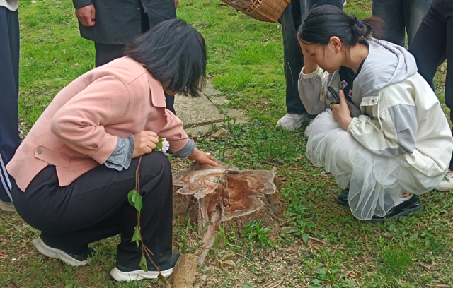 信阳职业技术学院药学院教师党支部开展“春山踏遍草色鲜,采植寻觅草性真”校园药用植物辨识实践活动 信阳职业技术学院药学院教师党支部开展“春山踏遍草色鲜,采植寻觅草性真”校园药用植物辨识实践活动