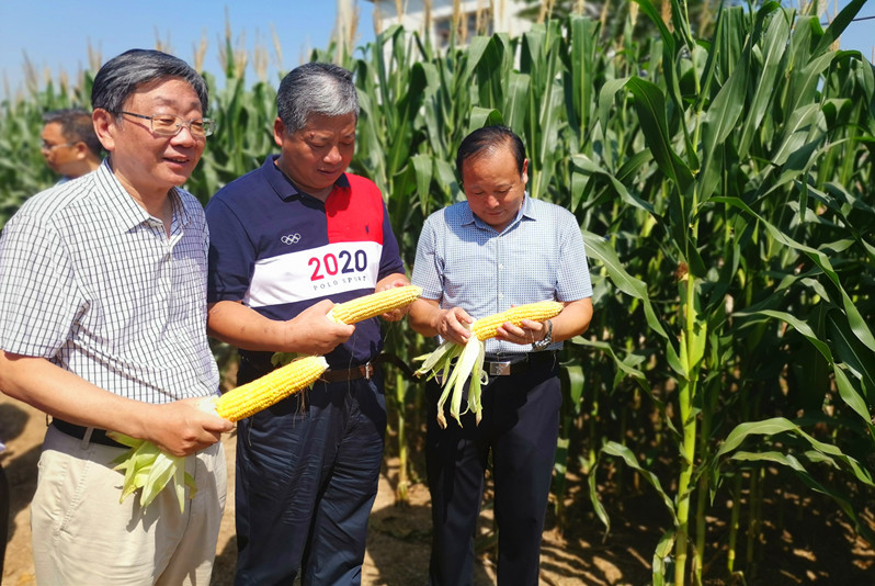 农业科技加持，让河南玉米更“茁壮”